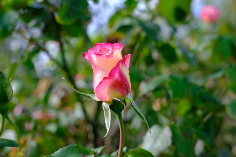 Queen-Mary's-Rose-Garden-02